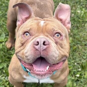 Emoji -  Bulldog Dog for Adoption in Jefferson, Wisconsin - Emoji | PetCurious