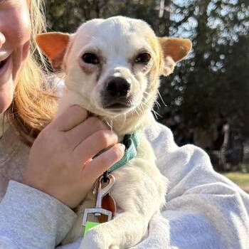 Chihuahua Dogs Available for Adoption - Palomina | PetCurious