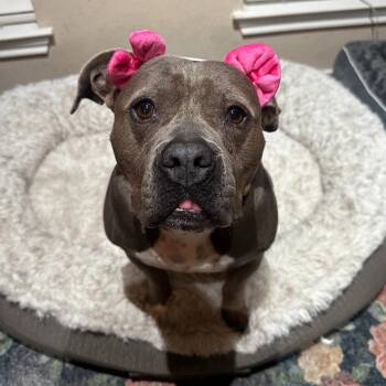 Kiki -  American Bully and Terrier Dog for Adoption in Corpus Christi, Texas - Kiki | PetCurious