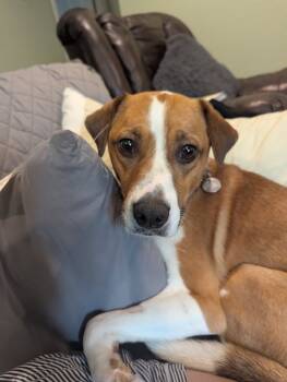 Rescue Afghan Hound Dogs for Adoption in Tulsa, Oklahoma - Orion | PetCurious