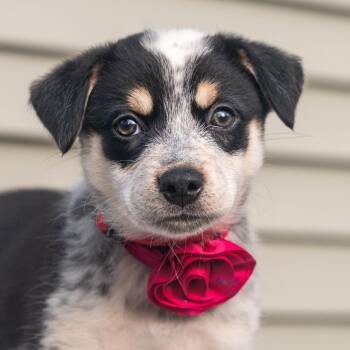 Chloe -  Australian Shepherd and Mixed Breed Dog for Adoption in Cincinnati, Ohio - Chloe | PetCurious