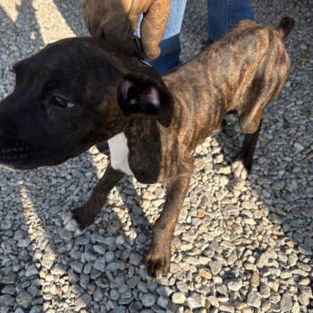 Tigger -  Boxer Dog for Adoption in Royse City, Texas - Tigger | PetCurious