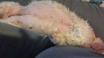 Shih Tzu and Poodle Dogs Available for Adoption in Bonifay, Florida - Emma | PetCurious