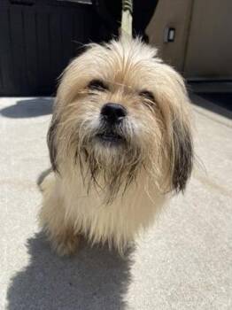 Kusama -  Mixed Breed Dog for Adoption in West Chester, Pennsylvania - Kusama | PetCurious