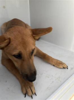 A661924 -  German Shepherd Dog and Mixed Breed Dog for Adoption in Houston, Texas - A661924 | PetCurious