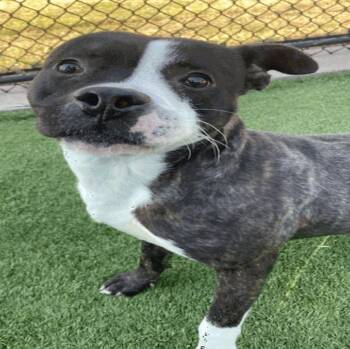 Rescue American Staffordshire Terrier Dogs for Adoption in Saratoga Springs, New York - Milo | PetCurious