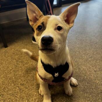 Pam -  Jack Russell Terrier and Mixed Breed Dog for Adoption in Blue Ridge, Georgia - Pam | PetCurious
