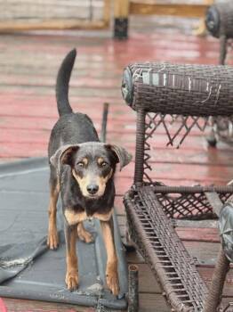 Miniature Pinscher Dogs Available for Adoption - Randy | PetCurious