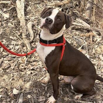 Terrier Dogs Available for Adoption in North Syracuse, New York - Rye | PetCurious