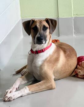 Rescue Great Dane and Mixed Breed Dogs for Adoption in Dalton, Georgia - Winston (Seuss) | PetCurious
