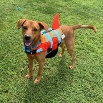 Tater Tot -  Labrador Retriever and Mixed Breed Dog for Adoption in Glendale, Arizona - Tater Tot | PetCurious
