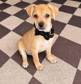 Rascal -  Chihuahua and Mixed Breed Dog for Adoption in Henderson, Nevada - Rascal | PetCurious