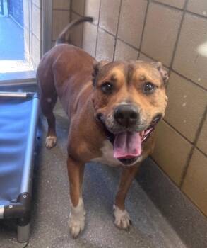 Rescue Pit Bull Terrier and Mixed Breed Dogs for Adoption in Greenfield, Indiana - Dan | PetCurious