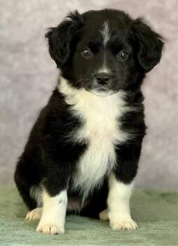 Great Pyrenees and Mixed Breed Dogs Available for Adoption in Warren, Michigan - Glitch | PetCurious