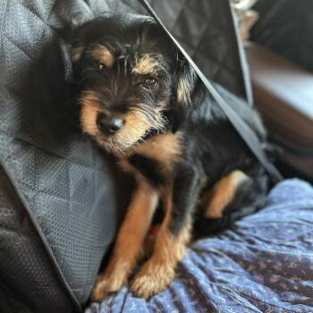 Terrier Dogs Available for Adoption - Clemmie | PetCurious