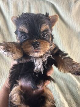 Yorkshire Terrier Dogs Available for Sale in Owasso, Oklahoma - Duke | PetCurious