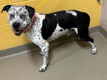 Pit Bull Terrier and Mixed Breed Dogs Available for Adoption in Colorado Springs, Colorado - K.B. | PetCurious