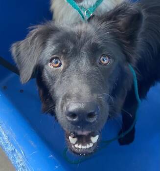 MELODY -  Mixed Breed Dog for Adoption in Dallas, Texas - MELODY | PetCurious