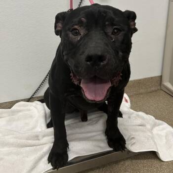 Sparks -  American Staffordshire Terrier and Mixed Breed Dog for Adoption in League City, Texas - Sparks | PetCurious