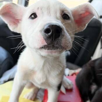 Husky and Mixed Breed Dogs Available for Adoption in Opelika, Alabama - Angie | PetCurious