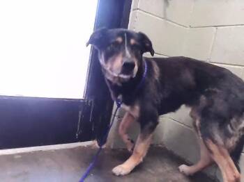 BUBBY -  German Shepherd Dog and Mixed Breed Dog for Adoption in Tulsa, Oklahoma - BUBBY | PetCurious