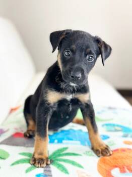 Rescue Miniature Pinscher and Rat Terrier Dogs for Adoption in Savage, Minnesota - Dinosaur Litter - Stegosaurus | PetCurious
