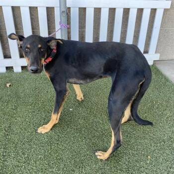 Rescue Doberman Pinscher and Mixed Breed Dogs for Adoption in Modesto, California - GIBSON | PetCurious