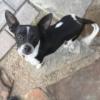 Chihuahua Dogs Available for Adoption in Calgary, Alberta - Pecas | PetCurious