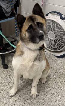 Harley Miko -  Akita Dog for Adoption in Kansas City, Missouri - Harley Miko | PetCurious