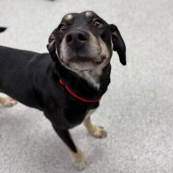 Casey -  Hound and Mixed Breed Dog for Adoption in Monticello, Iowa - Casey | PetCurious