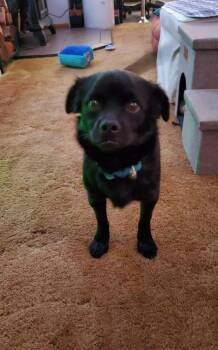 Retriever Dogs Available for Adoption in Valley Stream, New York - Chewy | PetCurious