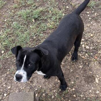 Pit Bull Terrier Dogs Available for Adoption in Floresville, Texas - Luna | PetCurious