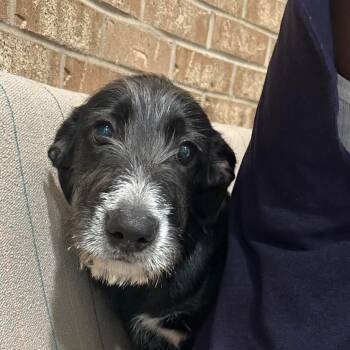 Rescue Schnauzer and Poodle Dogs for Adoption in Spring Hill, Kansas - Gonzo | PetCurious