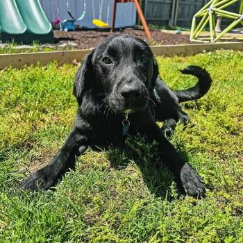 Labrador Retriever Dogs Available for Adoption in Wichita, Kansas - Chopper | PetCurious