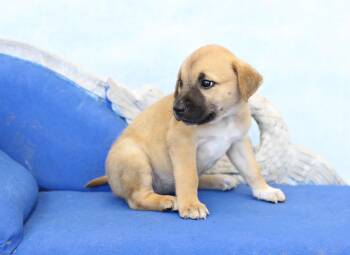 Ruby -  German Shepherd Dog and Great Pyrenees Dog for Adoption in Simsbury, Connecticut - Ruby | PetCurious