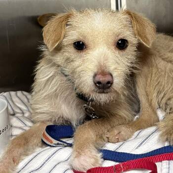 Wirehaired Terrier Dogs Available for Adoption in Palm Springs, California - Joy | PetCurious