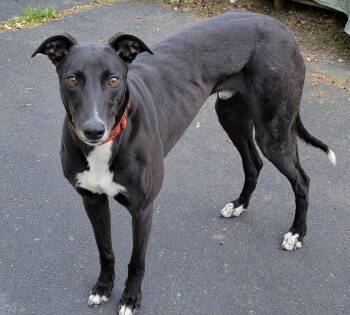 Greyhound Dogs Available for Adoption in Allentown, Pennsylvania - Ww Black Mamba | PetCurious