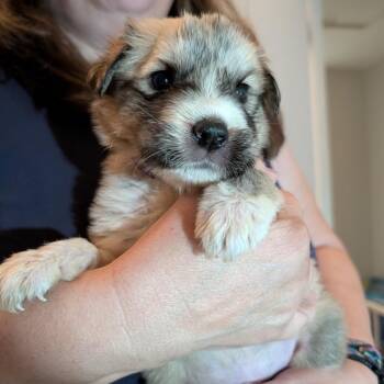 Kingpin -  Great Pyrenees Dog for Adoption in Lynchburg, Virginia - Kingpin | PetCurious