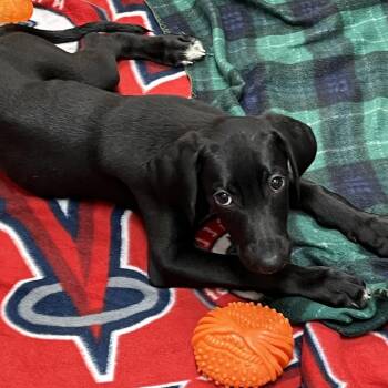 Blue Smoke 54569 -  Labrador Retriever and Doberman Pinscher Dog for Adoption in Las Vegas, Nevada - Blue Smoke 54569 | PetCurious