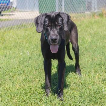 Onyx -  Great Dane Dog for Adoption in Wilmington, Delaware - Onyx | PetCurious