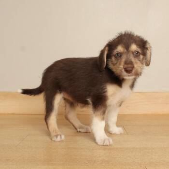 Kora D71470 -  Airedale Terrier Dog for Adoption in Minnetonka, Minnesota - Kora D71470 | PetCurious