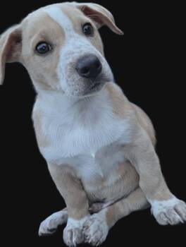 Jasper -  Beagle and Basset Hound Dog for Adoption in Springville, New York - Jasper | PetCurious