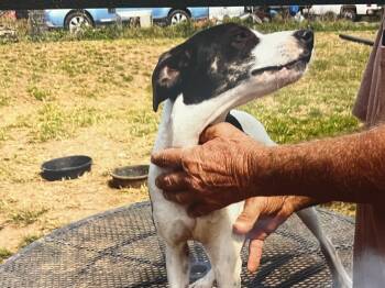 Rescue Feist Dogs for Adoption in Marion, North Carolina - Lilly | PetCurious