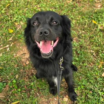 Dexter -  Australian Shepherd Dog for Adoption in Alexandria, Virginia - Dexter | PetCurious