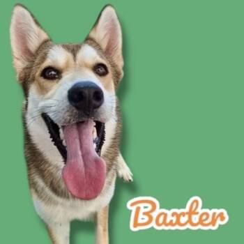 Rescue Husky and German Shepherd Dog Dogs for Adoption in Scottsdale, Arizona - Baxter | PetCurious
