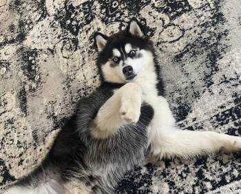 Rescue Siberian Husky Dogs for Adoption - Hercules | PetCurious