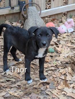 Rescue Mixed Breed Dogs for Adoption in Pembroke, Massachusetts - Thor | PetCurious