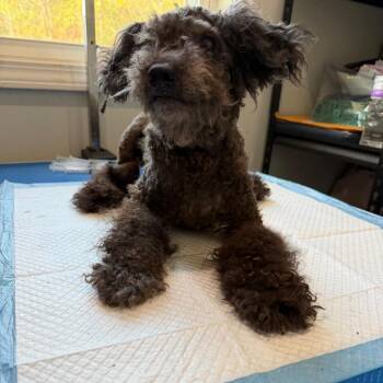 Male 1 - wishbone -  Miniature Schnauzer Dog for Adoption in Hohenwald, Tennessee - Male 1 - Wishbone | PetCurious