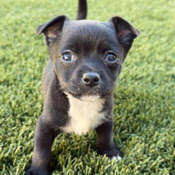 Pipsqueak -  Chihuahua and Mixed Breed Dog for Adoption in Henderson, Nevada - Pipsqueak | PetCurious