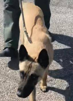 Belgian Shepherd Laekenois Dogs Available for Adoption in Frazier Park, California - David | PetCurious